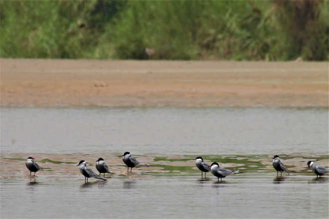 migratory-birds-harike-beas